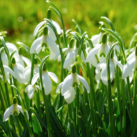 Galanthus (Snowdrops) Galanthus Snowdrops