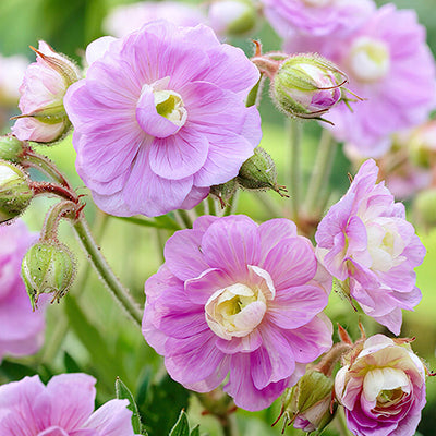 Geraniums (Cranesbills) Geranium also known as Cranesbills