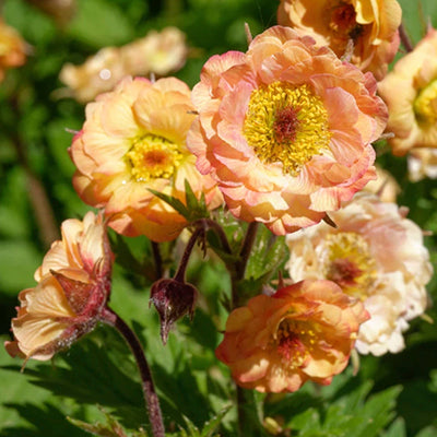 Geums (Avens) Geums (Avens)