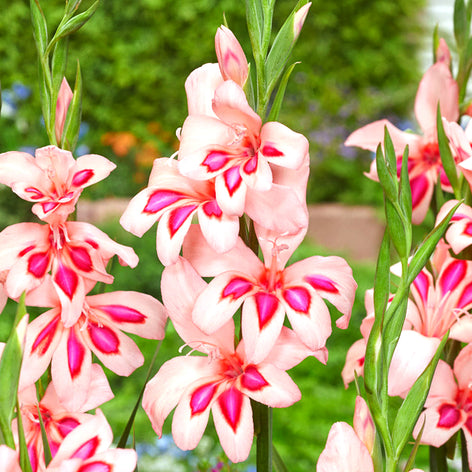 Gladiolus Gladiolus Bulbs