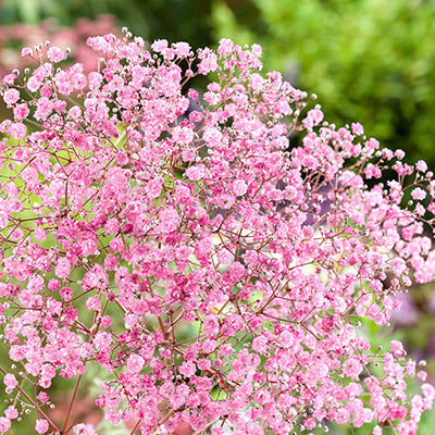 Gypsophila (Baby's Breath) Gypsophila (Baby's Breath)