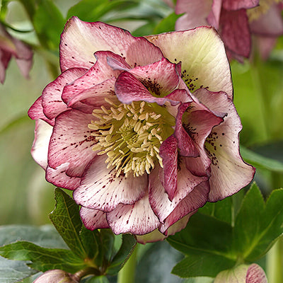 Hellebores, also known as the Christmas or Lenten rose