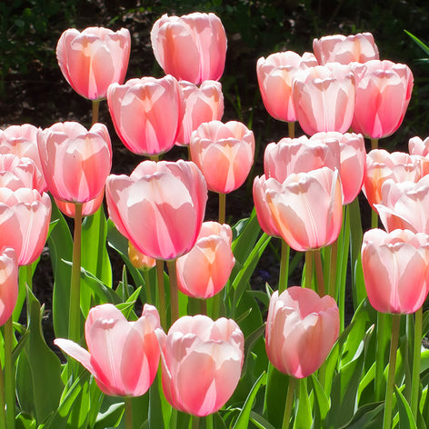 Landscaper Specials Landscaper Special Flower Bulb Deals