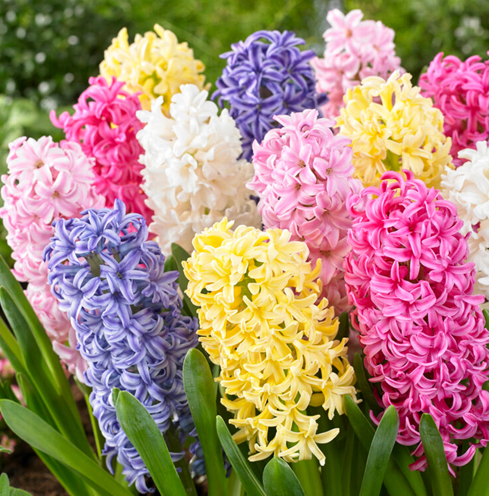 Wholesale Hyacinth Bulbs DutchGrown™ Top Quality