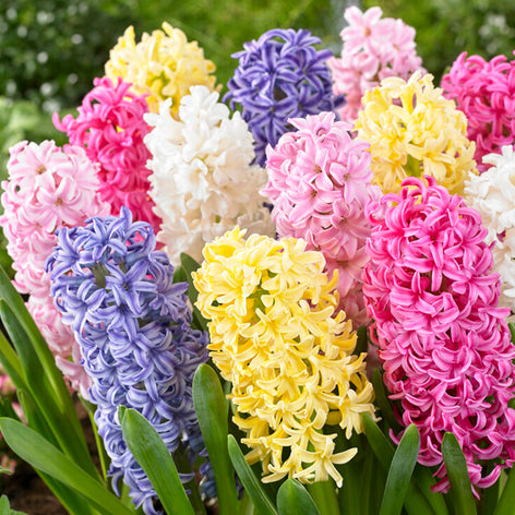 Hyacinths Hyacinths