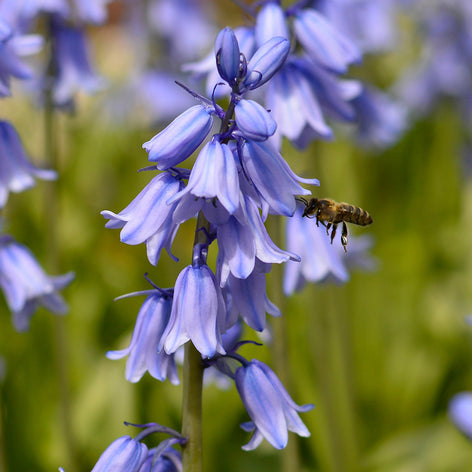 Hyacinthoides (Spanish Bluebells) Spanish Bluebells