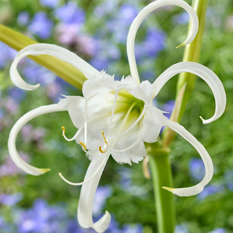 Hymenocallis (Peruvian Daffodil) Hymenocallis, commonly known as Peruvian Daffodils or Spider Lilies