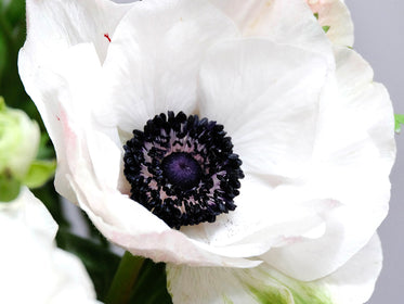 Dahlia Tubers and Bulbs