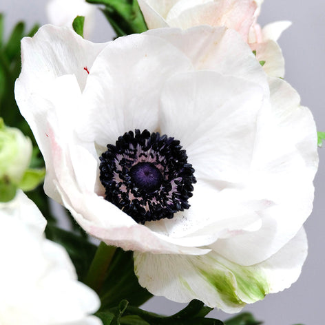 Anemones (Italian) Italian Anemones