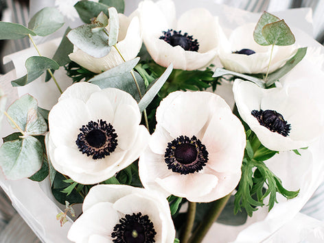 Anemones (Italian) Anemones (Italian)