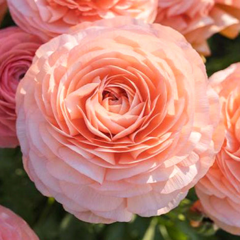 Ranunculus (Italian) Italian Grown Ranunculus corms and bulbs