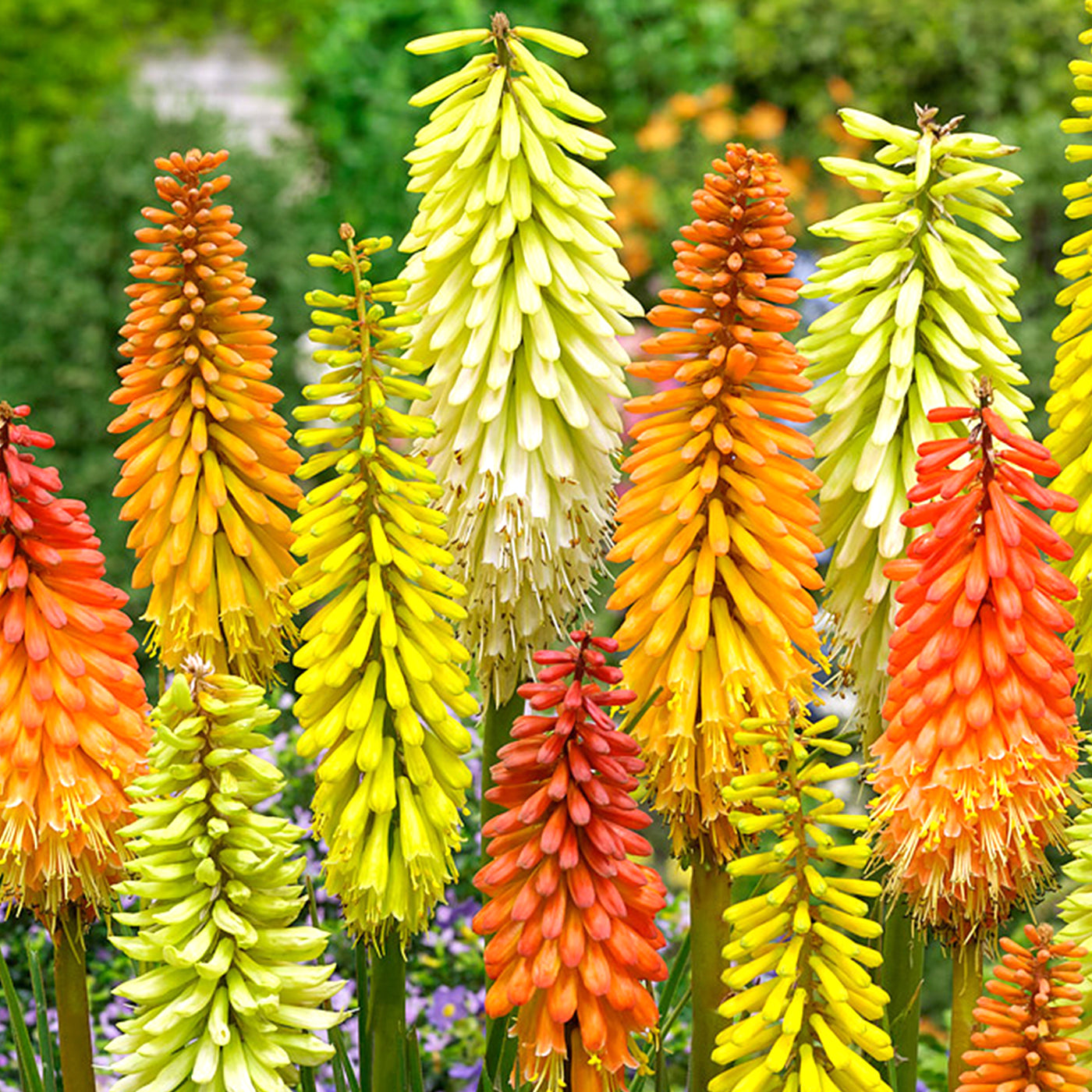 Red Hot Poker (Kniphofia) For Sale | Buy Bare Roots Now
