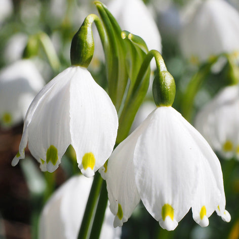 Leucojum (Giant Snowflake) Leucojum Giant Snowflake