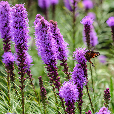 Liatris, commonly known as Blazing Star or Gayfeather