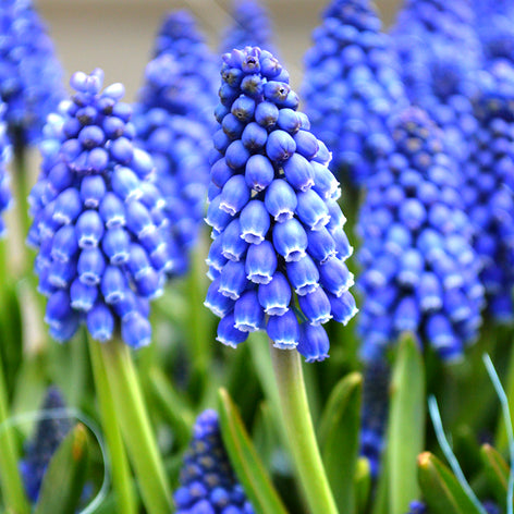 Muscari (Grape Hyacinths) Grape Hyacinths Muscari