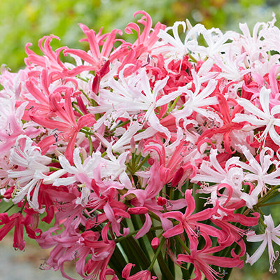 Nerines Nerine Bulbs