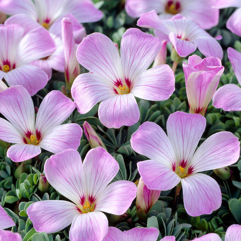 Oxalis (Shamrock) Oxalis (Shamrock)