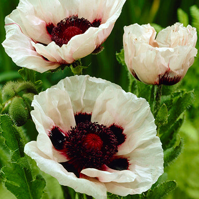 Papaver (Oriental Poppy) Papaver (Oriental Poppy)