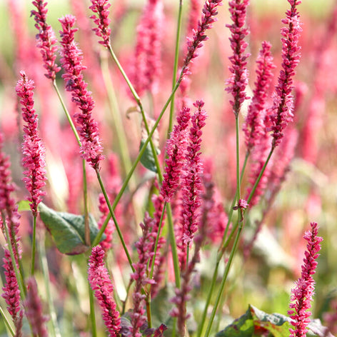 Persicaria amplexicaulis 'Summer Dance', or Mountain Fleeceflower