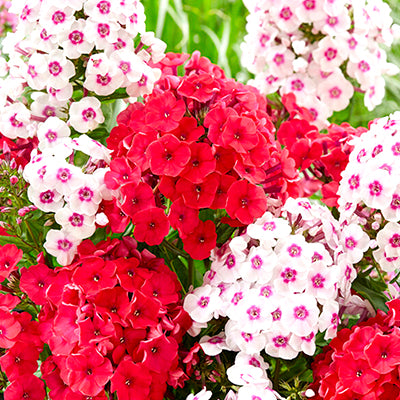Phlox Phlox
