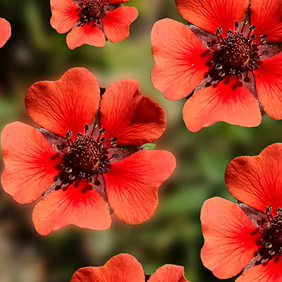 Potentilla (Cinquefoil) Potentilla (Cinquefoil)