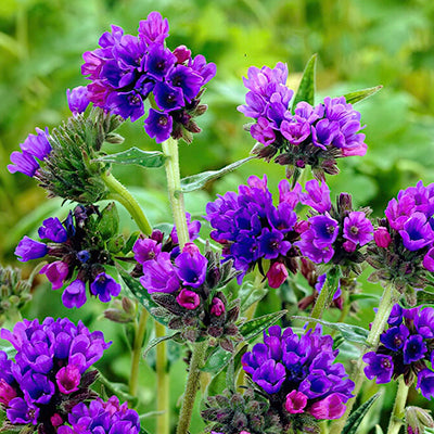 Pulmonaria (Lungwort) Pulmonaria (Lungwort)