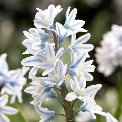 Puschkinia (Striped Squill) Puschkinia (Striped Squill)