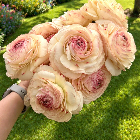 Ranunculus Romance™ Ranunculus Romance™