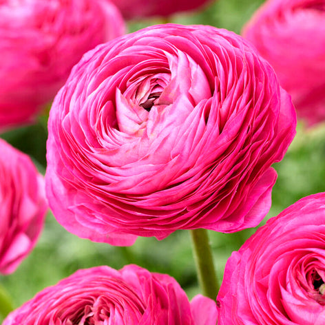 Ranunculus Ranunculus Bulbs