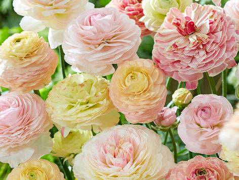 Ranunculus Ranunculus buttercups