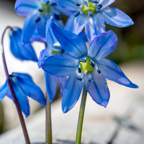 Scilla (Squill) Scilla Squill