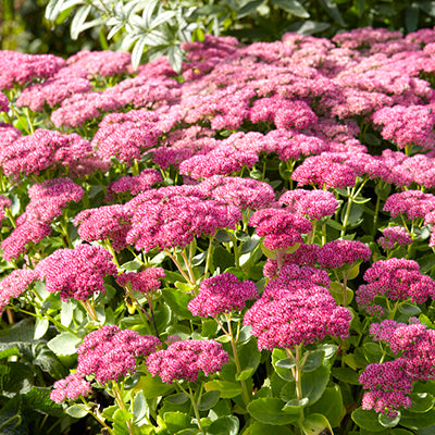 Sedum (Stonecrop) Sedum (Stonecrop)