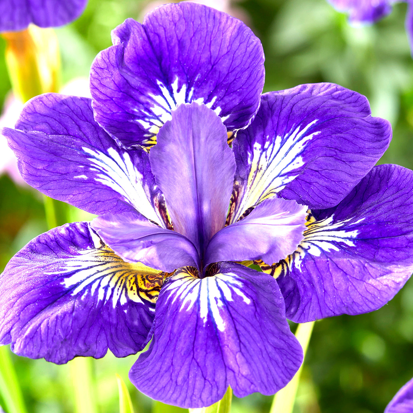 Siberian Iris DutchGrown Top Quality Siberian Iris Bare Roots siberian-iris-dutchgrown-top-quality-siberian-iris-bare-roots