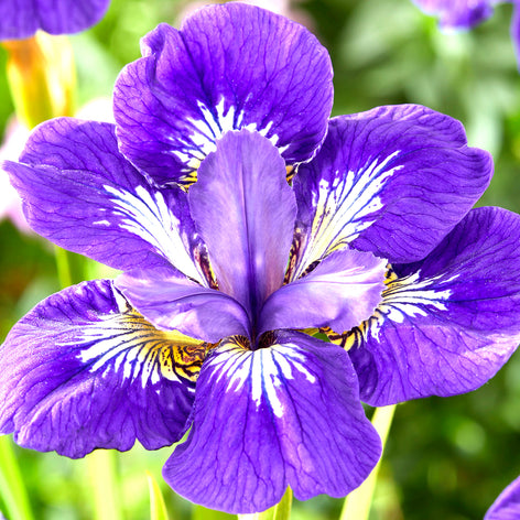 Siberian Iris | DutchGrown™ | Top Quality Siberian Iris Bare Roots