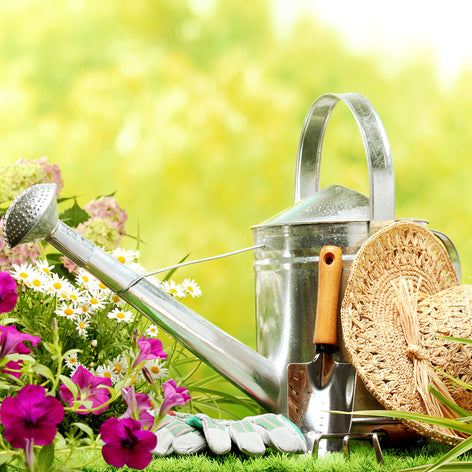 All Bulbs and Perennials Our Total Assortment of Spring PLanted Bulbs And Perennials