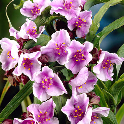 Spiderwort (Tradescantia) Spiderwort (Tradescantia)