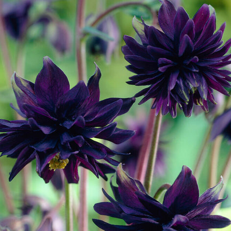 Specialty Bulbs and Perennials Spring Planted Specialty Bulbs and Perennials