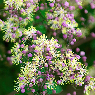 Thalictrum (Meadow Rue) Thalictrum (Meadow Rue)