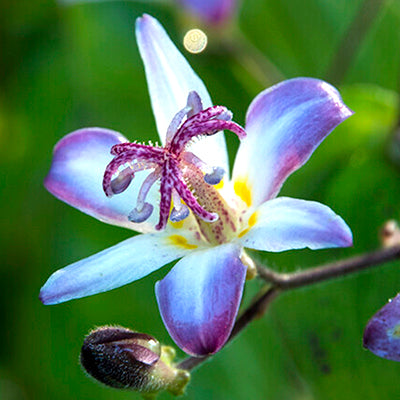 Tricyrtis (Toad Lily) Tricyrtis (Toad Lily)