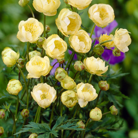 Trollius (Globeflower) Trollius (Globeflower)