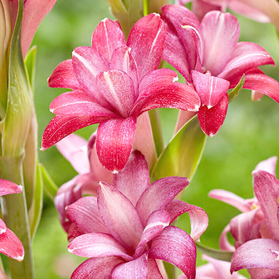 Tuberose (Polianthes) Tuberose (Polianthes)