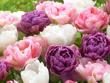 Bulb Collections Flower Bulb Collections