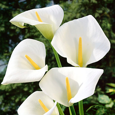 Zantedeschia