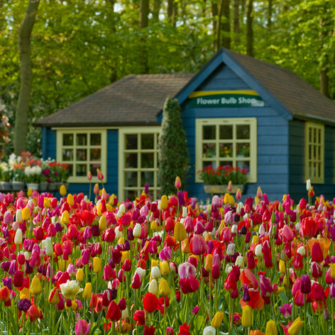 All Fall Planted Bulbs Flower Bulbs