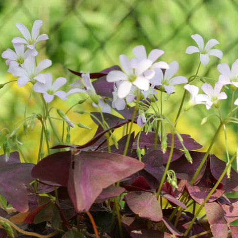 Oxalis (Shamrock) Oxalis (Shamrock)