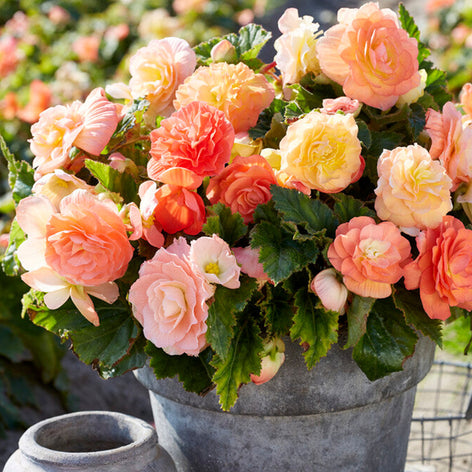 Begonias Begonia Spring Planted Flower Bulbs For Sale