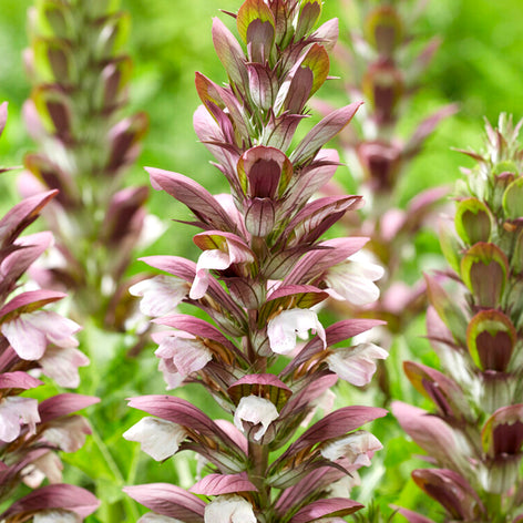 Acanthus hungaricus White Lips