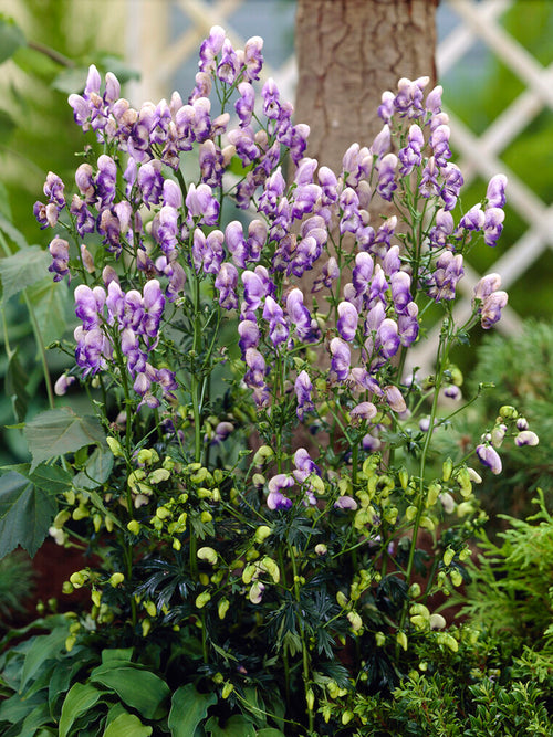 Aconitum cammarum Bicolor