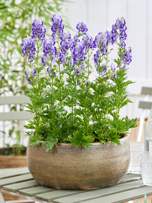 Aconitum cammarum Bicolor monkshood