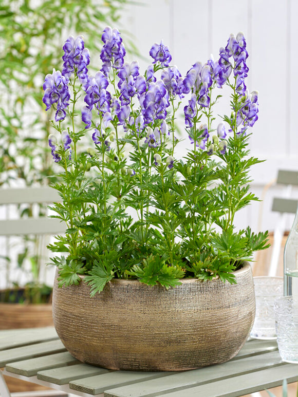 Aconitum cammarum Bicolor monkshood